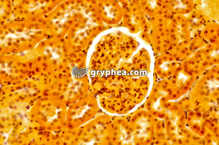 Glomérule Rein x100 - gryphea.com